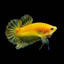 We did not find results for: 5 Jenis Ikan Yang Mampu Hidup Di Akuarim Tanpa Bantuan Aerator Mantra Sukabumi
