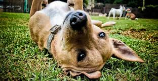 Callie and the puppies have since returned to hawaii, and we are happy to report that they are all doing very well. Topanga Pet Resort C La S Premier Dog Training Dog Boarding Facility
