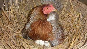 Techno chicken song remix (1 hour). Closca Sau Incubatorul Care Metoda De Clocire Este Mai Buna Pentru Scoaterea Puilor Buna Ziua Iasi Bzi Ro