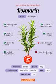 Das Solltest Du Uber Rosmarin Wissen Eatsmarter De Rosmarin Krauter Ernahrung Infografik Rosmarin Nahrungsinformationen Fitness Lebensmittel