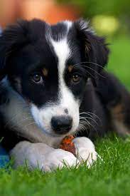 Pin By Betul Imamoglu On Pets Collie Puppies Dogs Animals