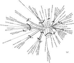 Image result for Wolffiella welwitschii