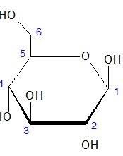 As can be seen, both fischer and haworth projections are two standard ways of illustrating the stereochemistry of a carbohydrate. Fischer And Haworth Projections Of Carbohydrates