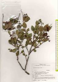 Image result for Vaccinium madagascariense