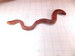 Everything to get started with european nightcrawler composting worms. Identifying The European Nightcrawler Composting Worm Dengarden