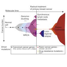 Metastatic breast cancer is also classified as stage 4 breast cancer. Genomic Evolution Of Breast Cancer Metastasis And Relapse Sciencedirect