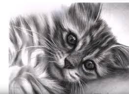 Karakalem Yatan Kedi Nasil Cizilir Yan Yatmis Kedi Cizimi Zor Seviye Kedi Cizim Videolari Karakalem Manzara Resmi Cizimleri