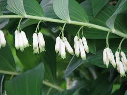 Solomon's seal solomon's seal features: Polygonatum Multiflorum Wikipedia