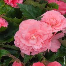Fiori simili alle rose : Begonia Non Stop Rosa Begonie Meilland