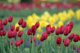 While tulips in solid colors are beautiful, we suggest exploring our highly regarded blends. How To Care For Tulip Bulbs After Bloom To Keep Them Looking Beautiful Gardenerdy