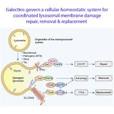 Reader view inside an animal cell the function of the cytoplasm is to support and protect the cells organelles Galectin 3 Coordinates A Cellular System For Lysosomal Repair And Removal Sciencedirect