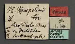 Image result for Brevicon