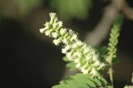 Image result for Acacia fleckii