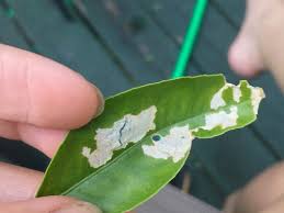 And if pollinated, the fruit will grow into. White Blotchy Spots On Meyer Lemon Tree