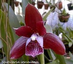 Scuticaria Irwiniana Beautiful Orchids Orchid Flower Orchids