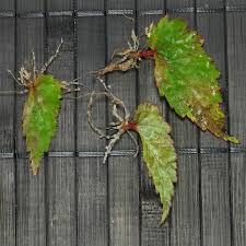 Image result for Begonia sutherlandii