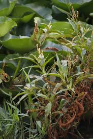 Image result for Persicaria senegalensis