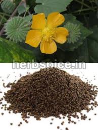 Image result for Abutilon indicum