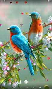 Check spelling or type a new query. Beautiful Bird Wallpaper For Mobile Unique Rare Bird