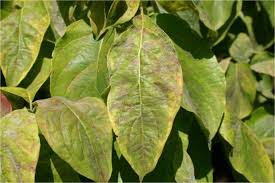 Rust is a fungal disease that forms rusty spots on leaves or stems. 5 Diseases And Disorders Nc State Extension Publications