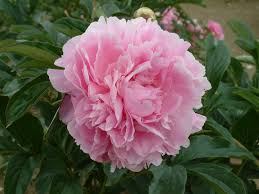 We did not find results for: Paeonia Lactiflora Dinner Plate Binny Plants