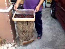 Ini adalah salah satu cara membuat tempat ternak madu kelulut. Cara Ternak Madu Kelulut Youtube