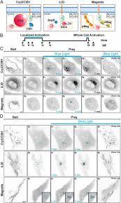 Proteins associated when vesicles fuse to the plasma membrane their lipids are incorporated into it. Light Activated Protein Interaction With High Spatial Subcellular Confinement Pnas