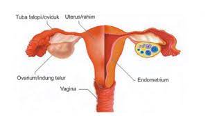 Organ Penyusun Sistem Reproduksi Wanita Dan Pria Dosenbiologi Com