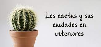 ¿sabías que hay muchas suculentas y cactus comestibles saludables y deliciosas para incluir en tu dieta? Los Cactus Y Sus Cuidados En Interiores
