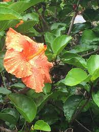 Tahitian Hibiscus Flower Tairua New Zealand Hibiscus Flowers Plant Leaves Hibiscus