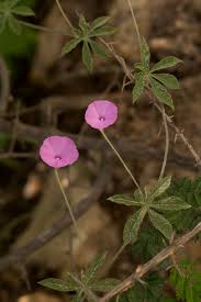 Image result for Ipomoea magnusiana