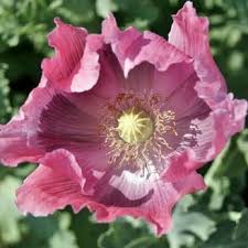 Image result for Papaver somniferum White Cloud