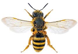 You can create water traps that the bees will go there and eventually die. How To Get Rid Of Sweat Bees Around A Pool By Inga Cryton Pest Wiki Medium