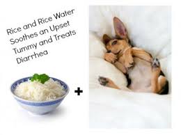 14 Home Remedies For Pets Some Pets Pets Dog Remedies Pet Home
