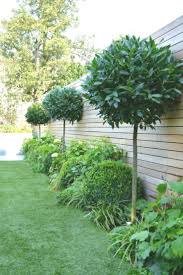 Balham London Tom Howard Gardens Hage Toms Garten