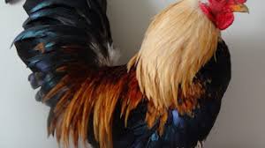 Jual ayam serama, boyolali, jawa tengah, indonesia. 8 Cara Mudah Ternak Ayam Serama Arenahewan Com