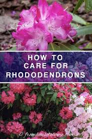 Rhododendron Care How To Grow Beautiful Rhododendrons And Azaleas Gardening From House To Home In 2020 Rhododendron Care Shade Loving Shrubs Shade Loving Flowers