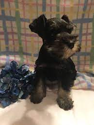 Teacup puppies for sale, teacup, tiny toy and miniature puppies for adoption and rescue from texas, tx. Miniature Schnauzer Breeders Schnauzer Puppies For Sale In Houston Texas Schnauzer Puppy Schnauzer Puppies For Sale Miniature Schnauzer Puppies