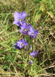 Image result for Gentianaceae