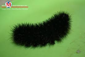 Black And White Striped Caterpillar Virginia Wolly Bear Caterpillar Aka Black Fuzzy Caterpillar Big M Pest Control Corpus Christi Mcallen Ne Black Fuzzy Caterpillar Fuzzy Caterpillar Black Caterpillar