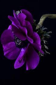 Read on for our favorite purple flowers and the best ways to use them in your garden. Beautiful Deep Purple Beautiful Flowers Purple Flowers Pretty Flowers