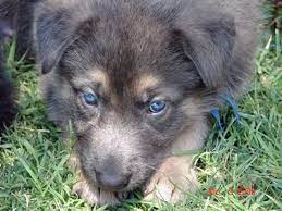German shepherds are some of the smartest dogs around. Pin On Animals Are Adorable