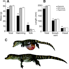 27 Rigorous American Alligator Population Chart