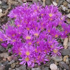 Image result for Delosperma mahonii