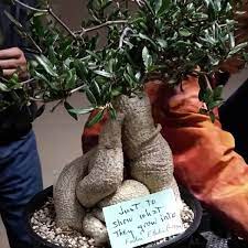 We did not find results for: Fockea Edulis Uploaded By Lovestogarden