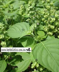 Image result for Ocimum minutiflorum
