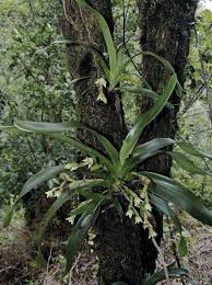 Image result for Disperis sp. nov. aff. macowanii