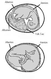 The parts of the egg. Http Counties Agrilife Org Comal Files 2011 08 Fromaneggtoachick 9 Pdf