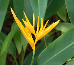 Pin On Gardening
