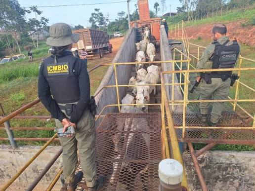 Operação ICMBio em Curralinho PA contra produtores rurais